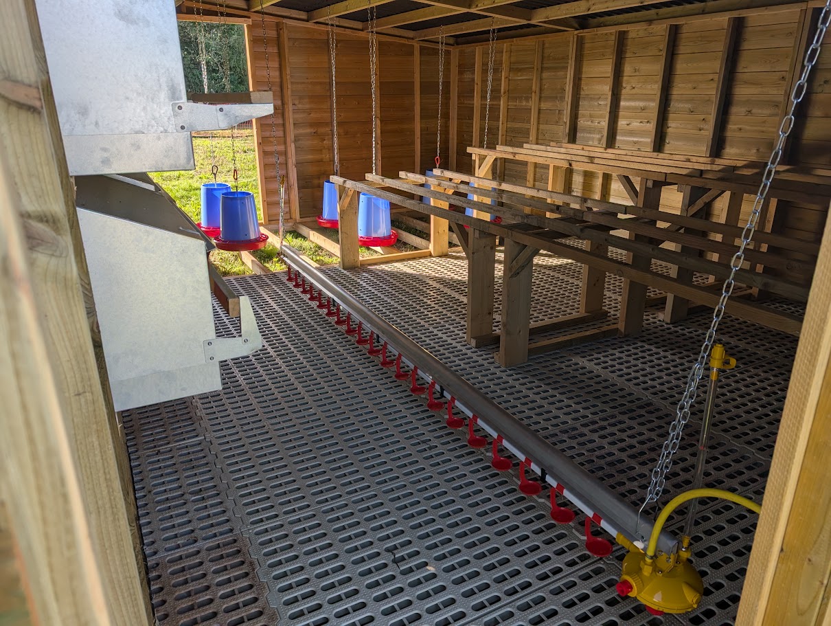 new-coops-long-drives-and-eggs-back-on-the-shelves photo 3