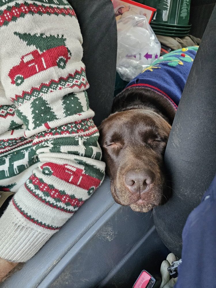A sleepy helper after a day selling trees