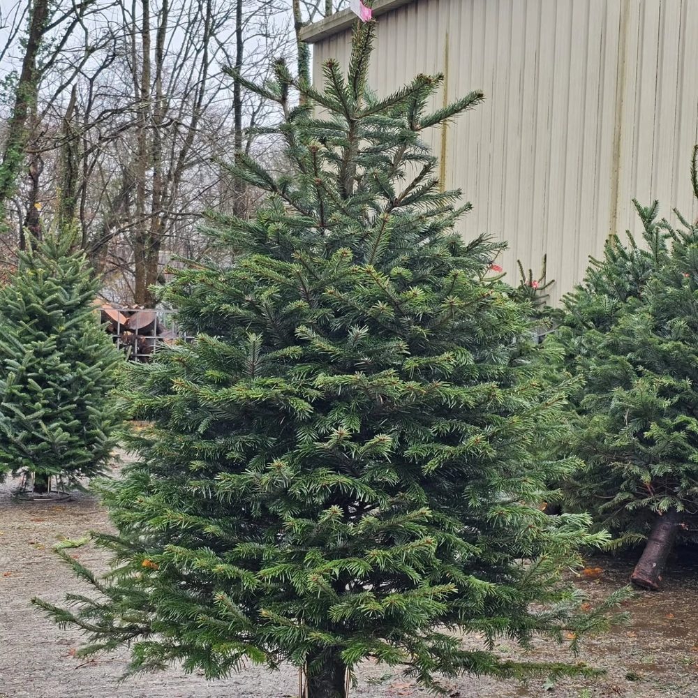One of this year's trees, ready to go