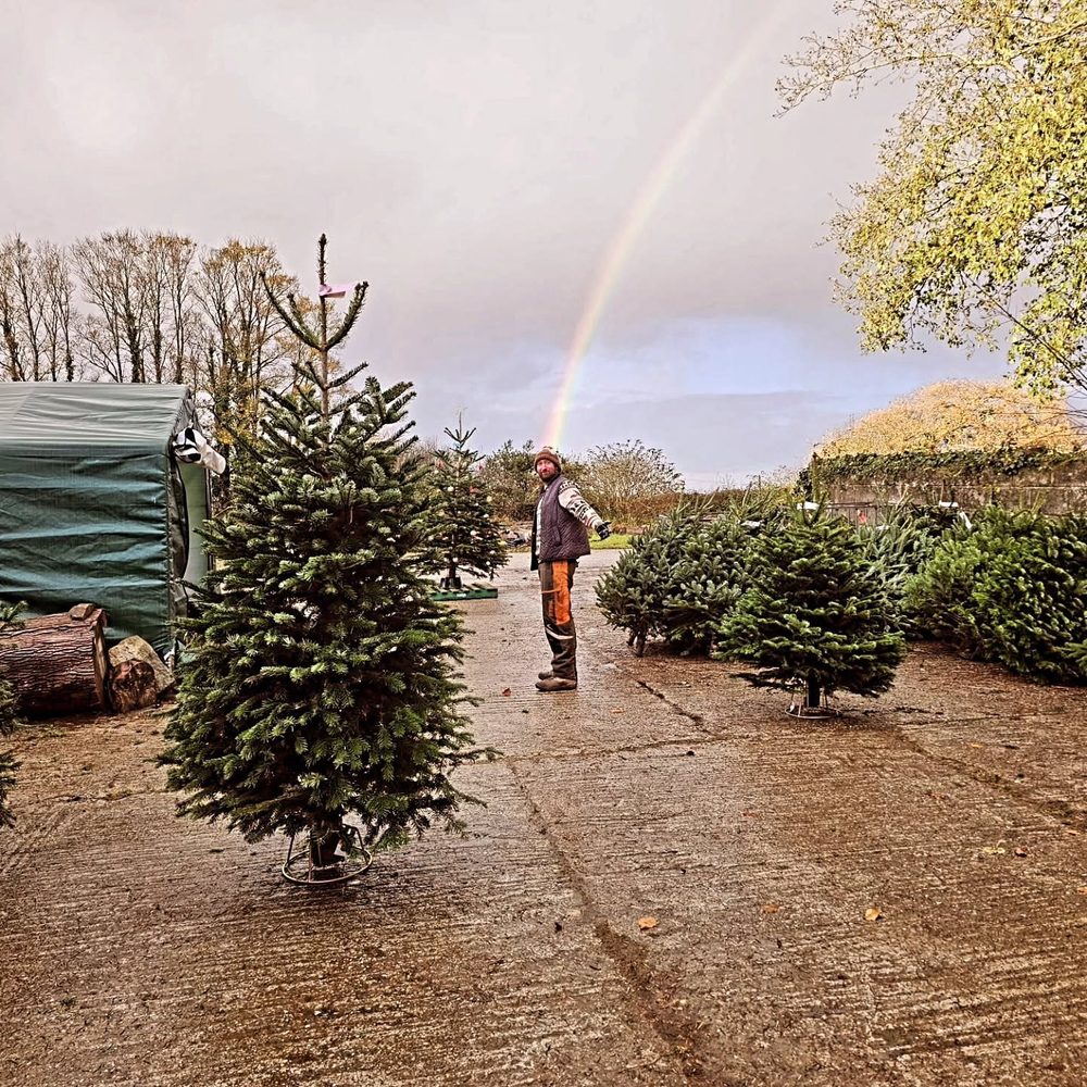 A rainbow over the tree yard