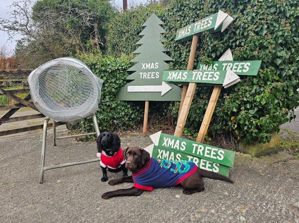 Our dogs by the Xmas Trees signs