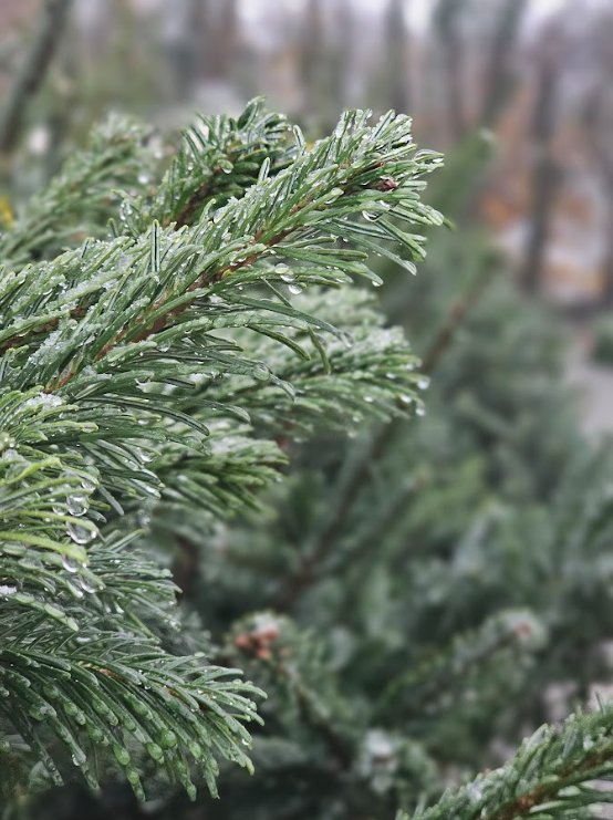 A frosted fir branch close up
