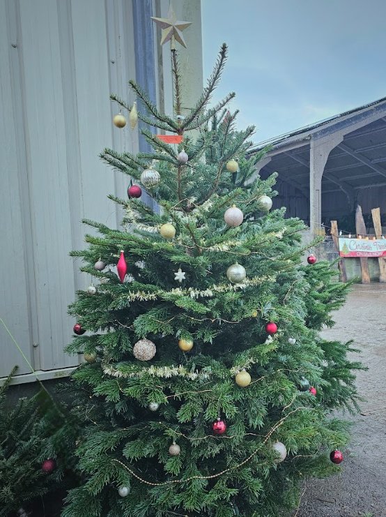A decorated tree ready for Christmas