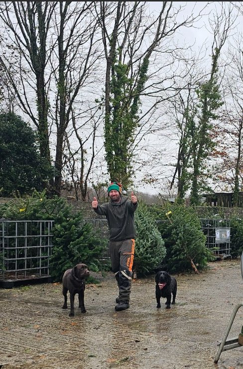 Carrying a tree back with the dogs