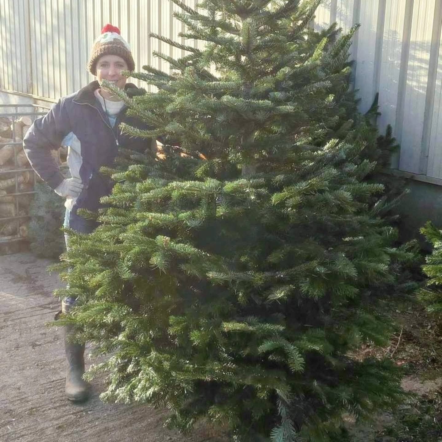 Picking out a tree on the farm